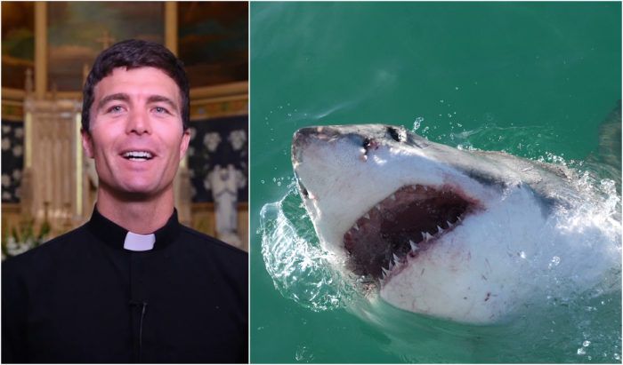 svećenik, velika bijela psina, morski pas