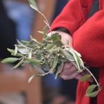 cvjetnica, Što učiniti s blagoslovljenim maslinovim grančicama